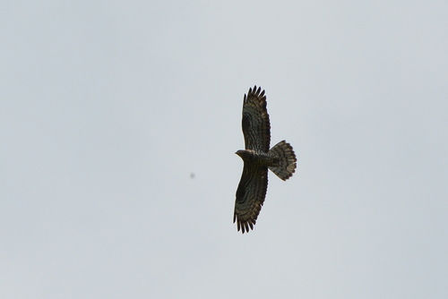 Abejero europeo (Pernis apivorus)