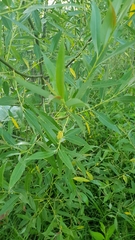 Tracheophyta