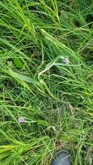 Dactylorhiza majalis baltica