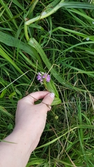 Dactylorhiza majalis baltica