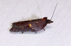 Acleris bowmanana