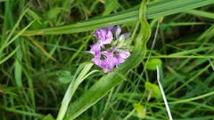 Dactylorhiza majalis baltica