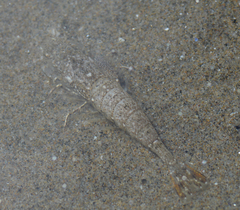 Crangonidae