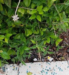 Tridax procumbens image