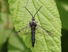 Synanthedon pictipes