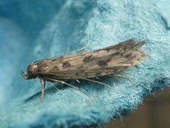 Lindera tessellatella