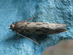 Lindera tessellatella