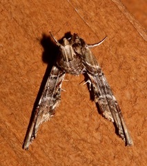 Marathyssa basalis image