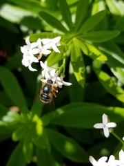 Eulonchus sapphirinus