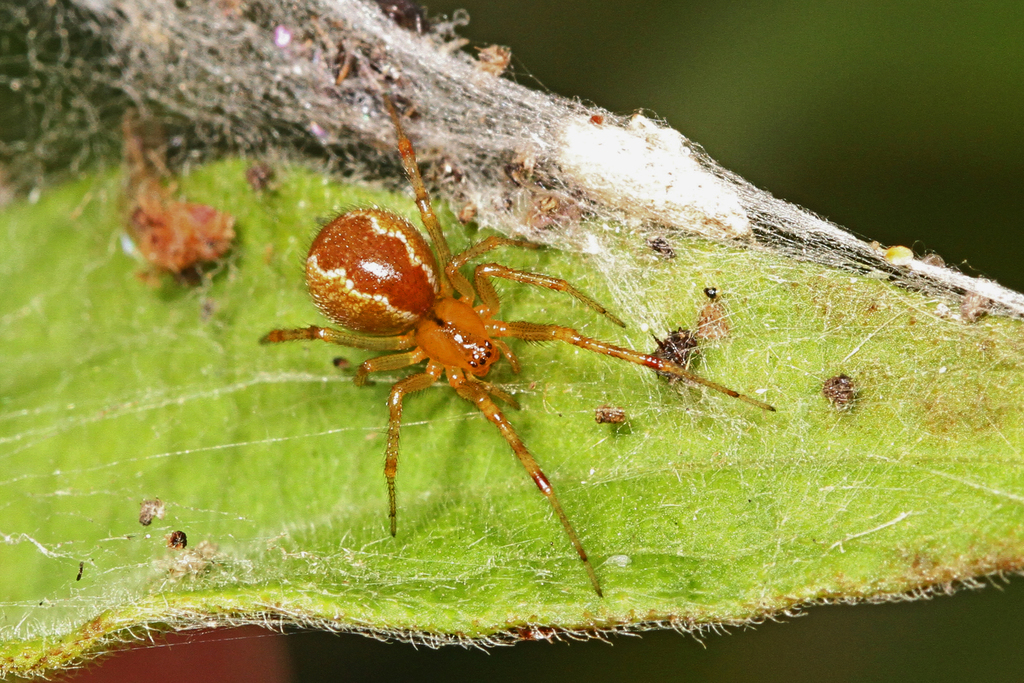 comb-footed spider