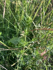 Galium verum