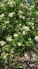 Clematis ligusticifolia