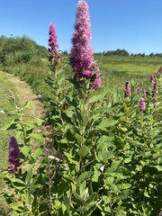 Spiraea douglasii