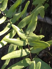 Pellaea dura
