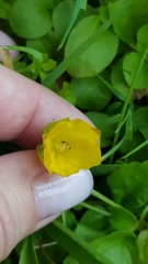 Lysimachia nummularia