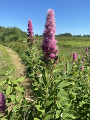 Spiraea douglasii