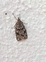 Scoparia basistrigalis