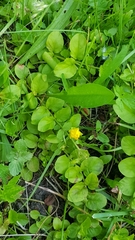Lysimachia nummularia