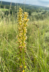 Orchis anthropophora