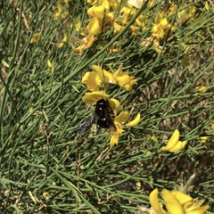Xylocopa californica