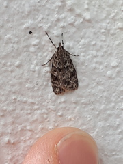 Scoparia basistrigalis