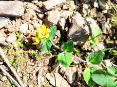 Lysimachia christinae