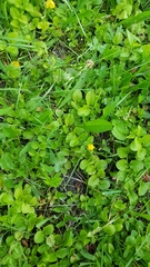 Lysimachia nummularia