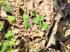 Lysimachia christinae