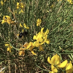 Xylocopa californica