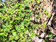 Lysimachia christinae