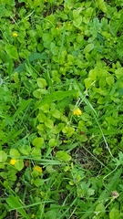 Lysimachia nummularia