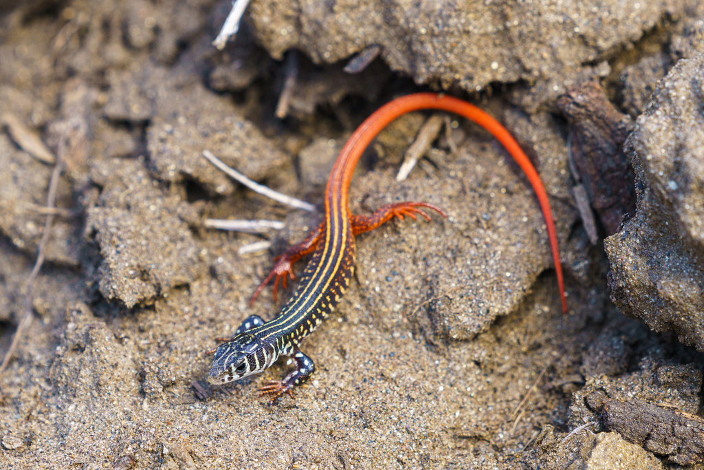 Ornate Sandveld Lizard