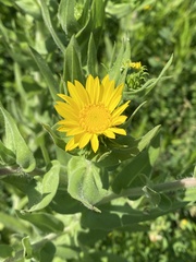 Grindelia integrifolia