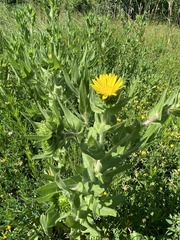 Grindelia integrifolia