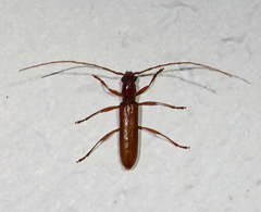 Aneflomorpha seminuda