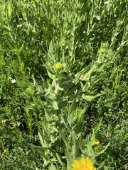 Grindelia integrifolia