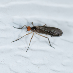 Rhamphomyia longicauda