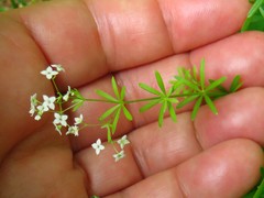 Galium concinnum