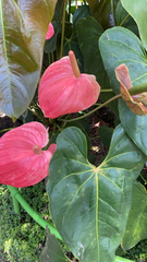 Anthurium andraeanum