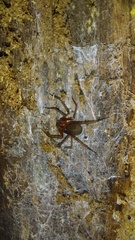 Loxosceles yucatana