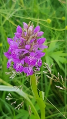 Dactylorhiza majalis baltica