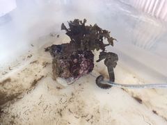 Hippocampus ingens