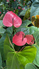 Anthurium andraeanum