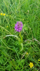 Dactylorhiza majalis baltica