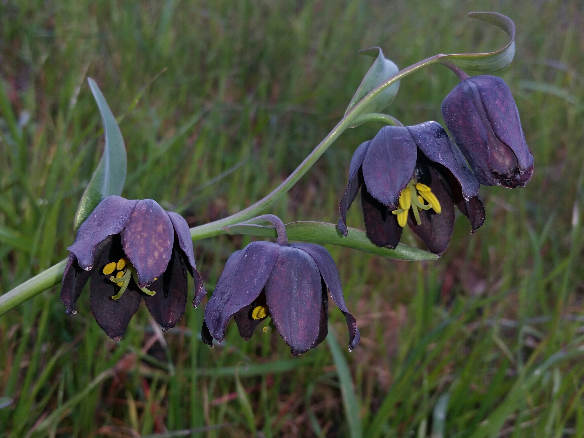 Fritillaria affinis var. tristulis