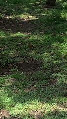 Turdus rufopalliatus