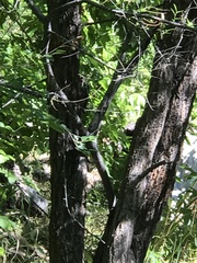 Sphyrapicus nuchalis