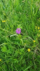 Dactylorhiza majalis baltica