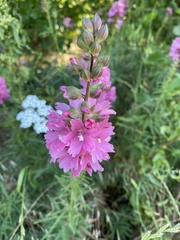 Sidalcea oregana