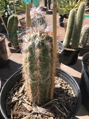 Oreocereus